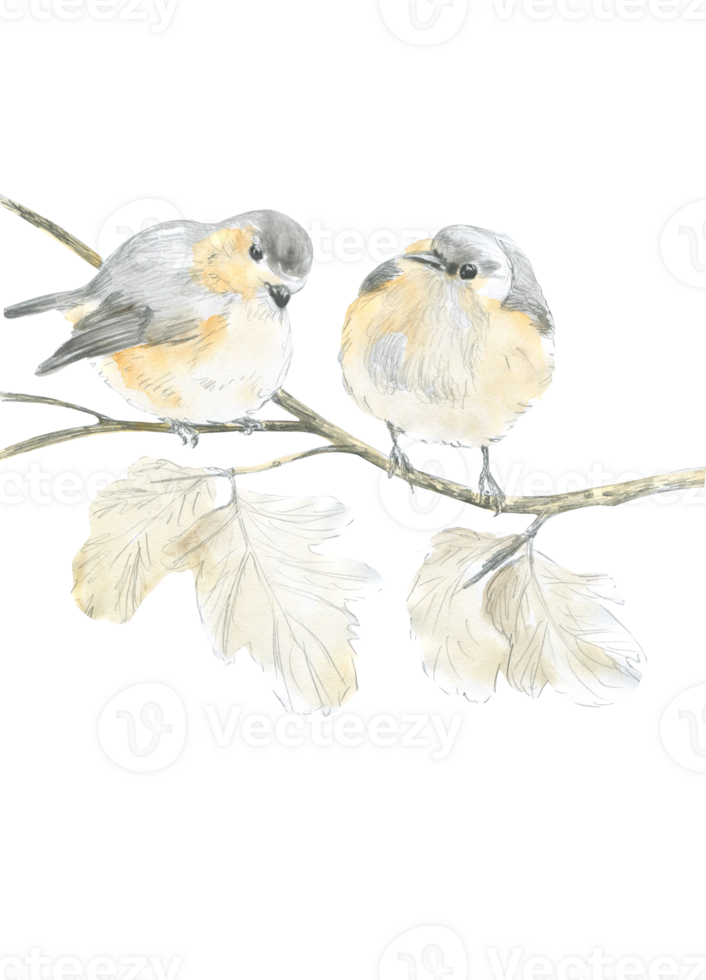 Watercolor drawing of two robins on a branch png