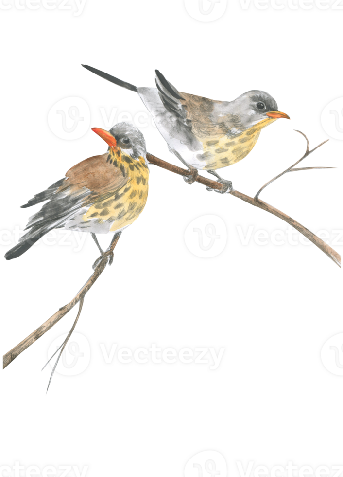 Watercolor drawing of two jays on a branch png