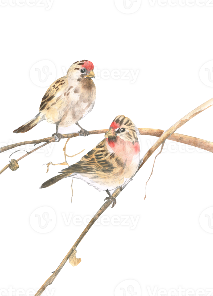 Watercolor drawing of two crossbills on a branch png