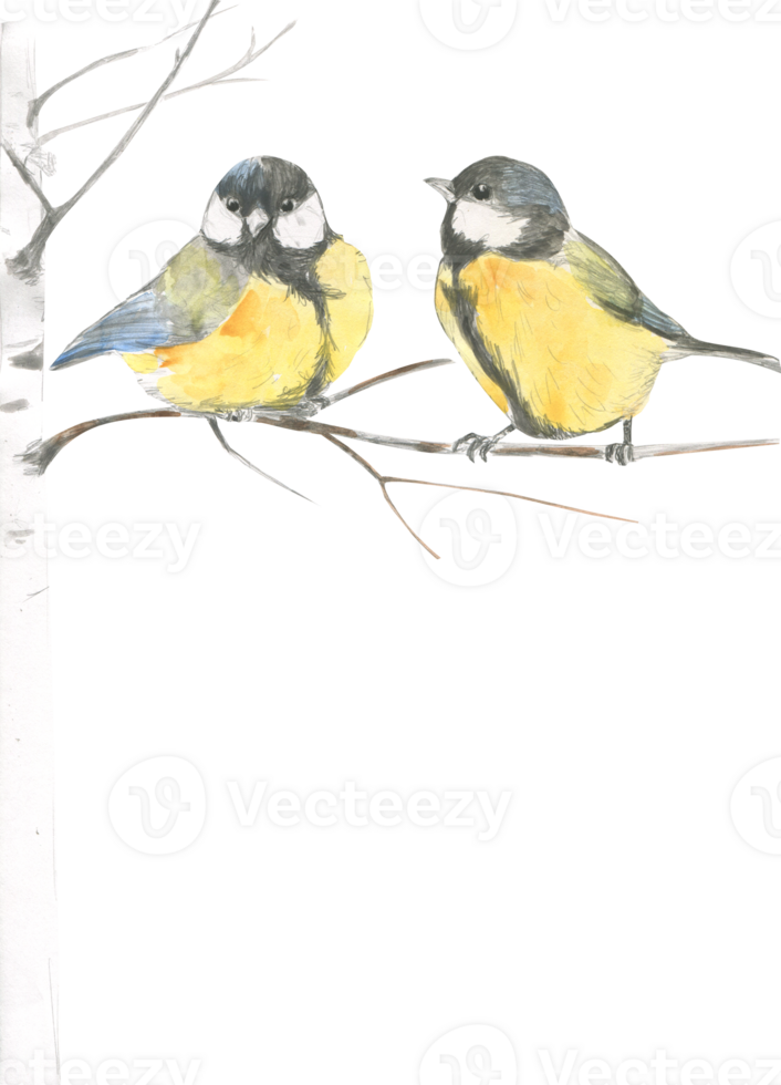 Watercolor drawing of two wintering birds on a branch png