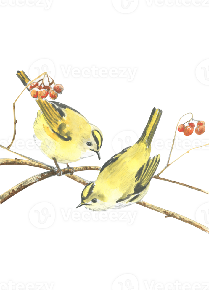 Watercolor drawing of two golden crowned kinglet on a branch png