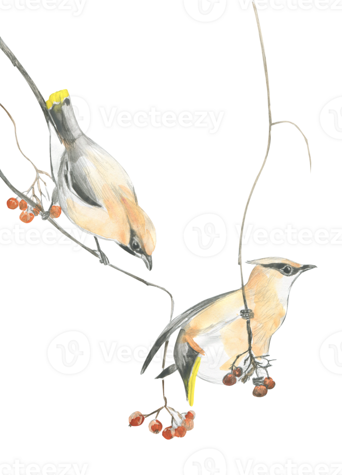 Watercolor drawing of two wintering birds sparrows on a branch png