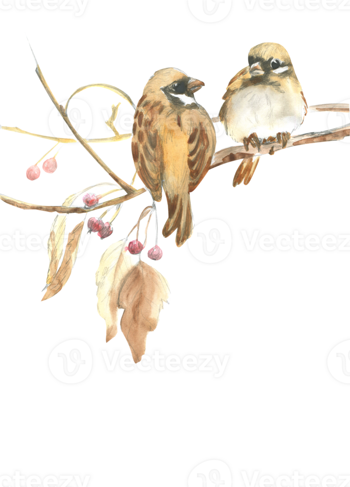 Watercolor drawing of two wintering birds sparrows on a branch png