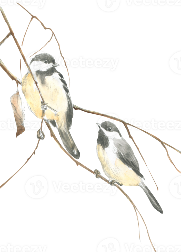 Watercolor drawing of two tits on a branch png