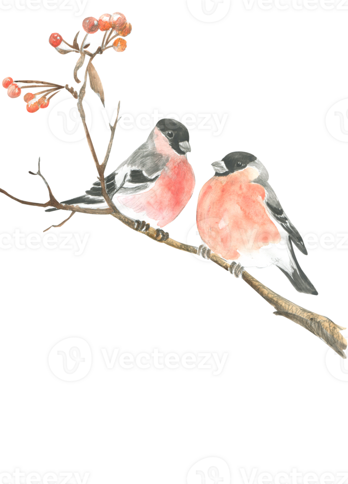 Watercolor drawing of two bullfinches on a branch png