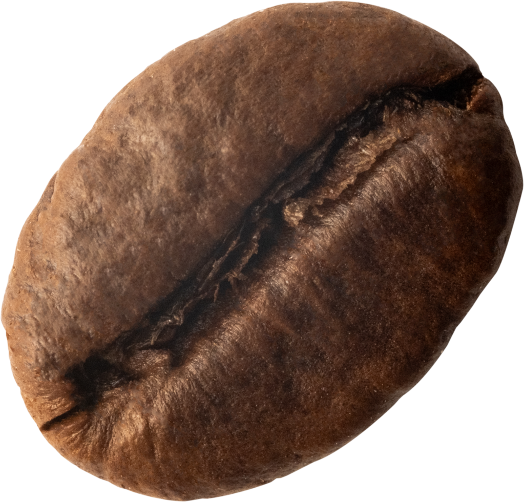 isolated coffee bean cut out on transparent background. png