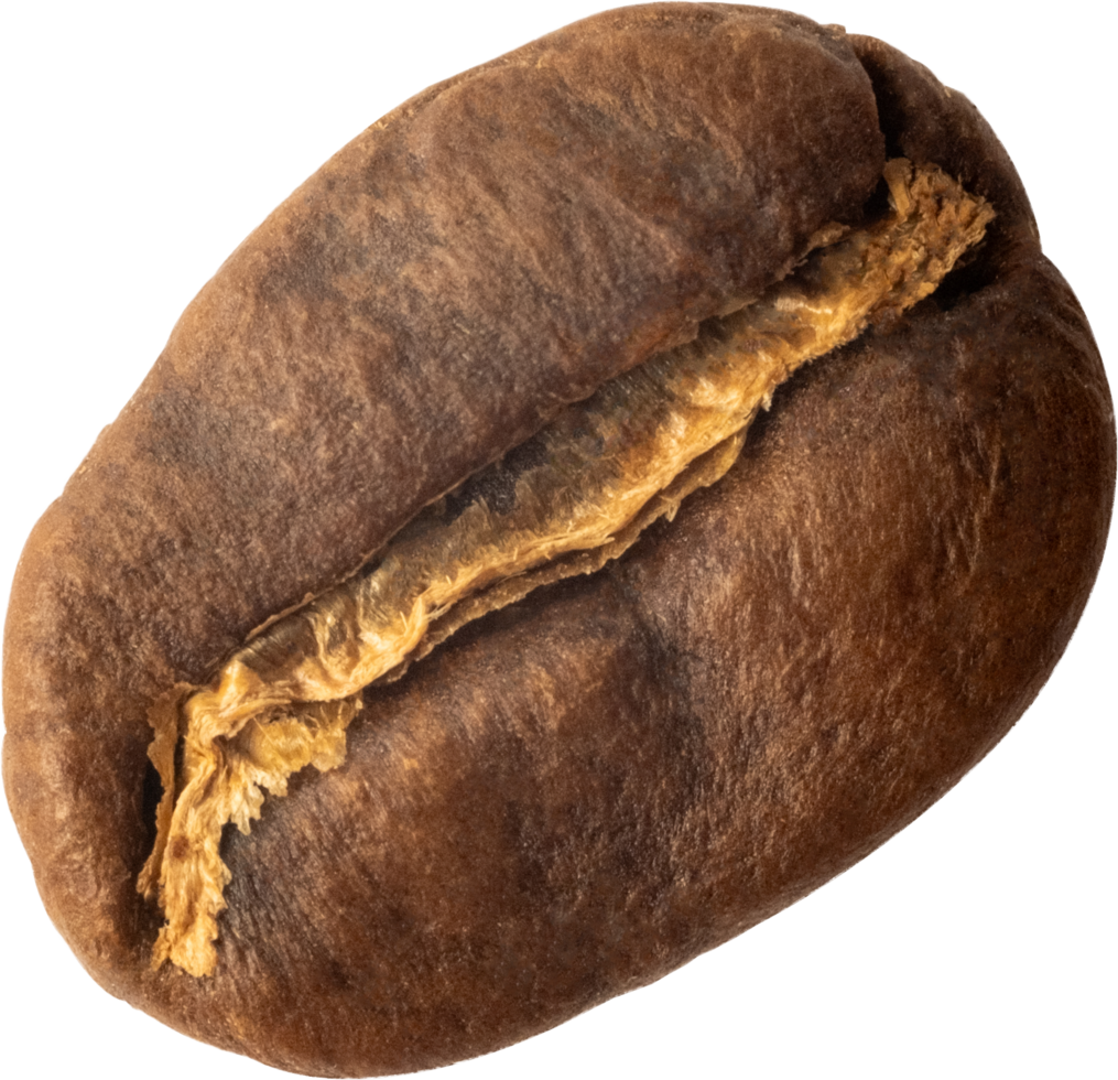 isolated coffee bean cut out on transparent background. png