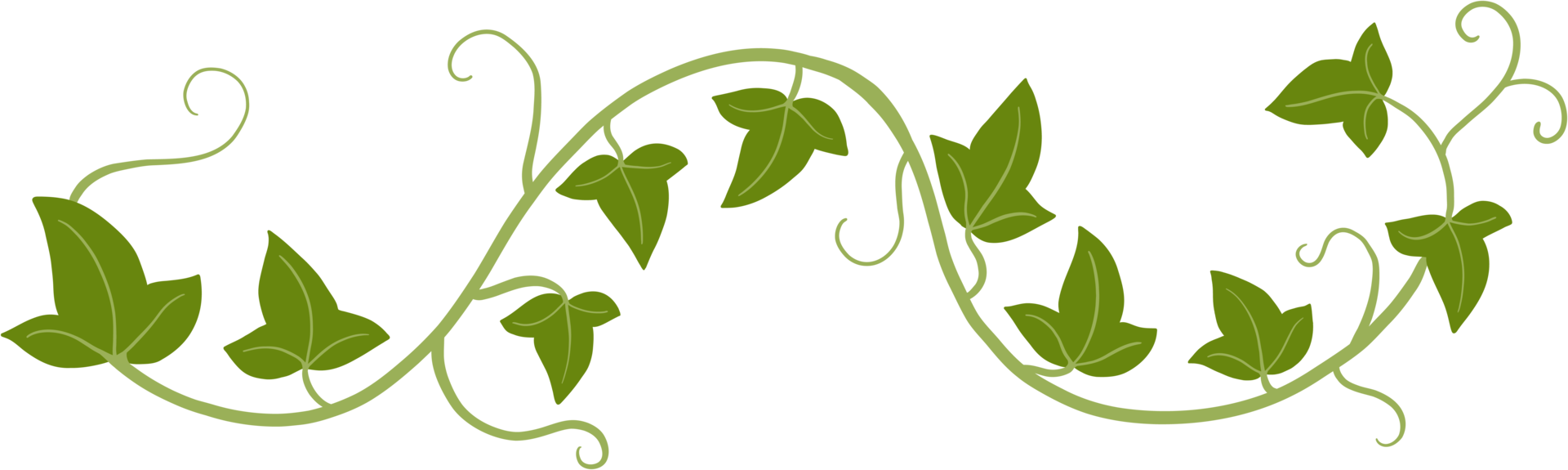 ivy plant drawing illustration. png