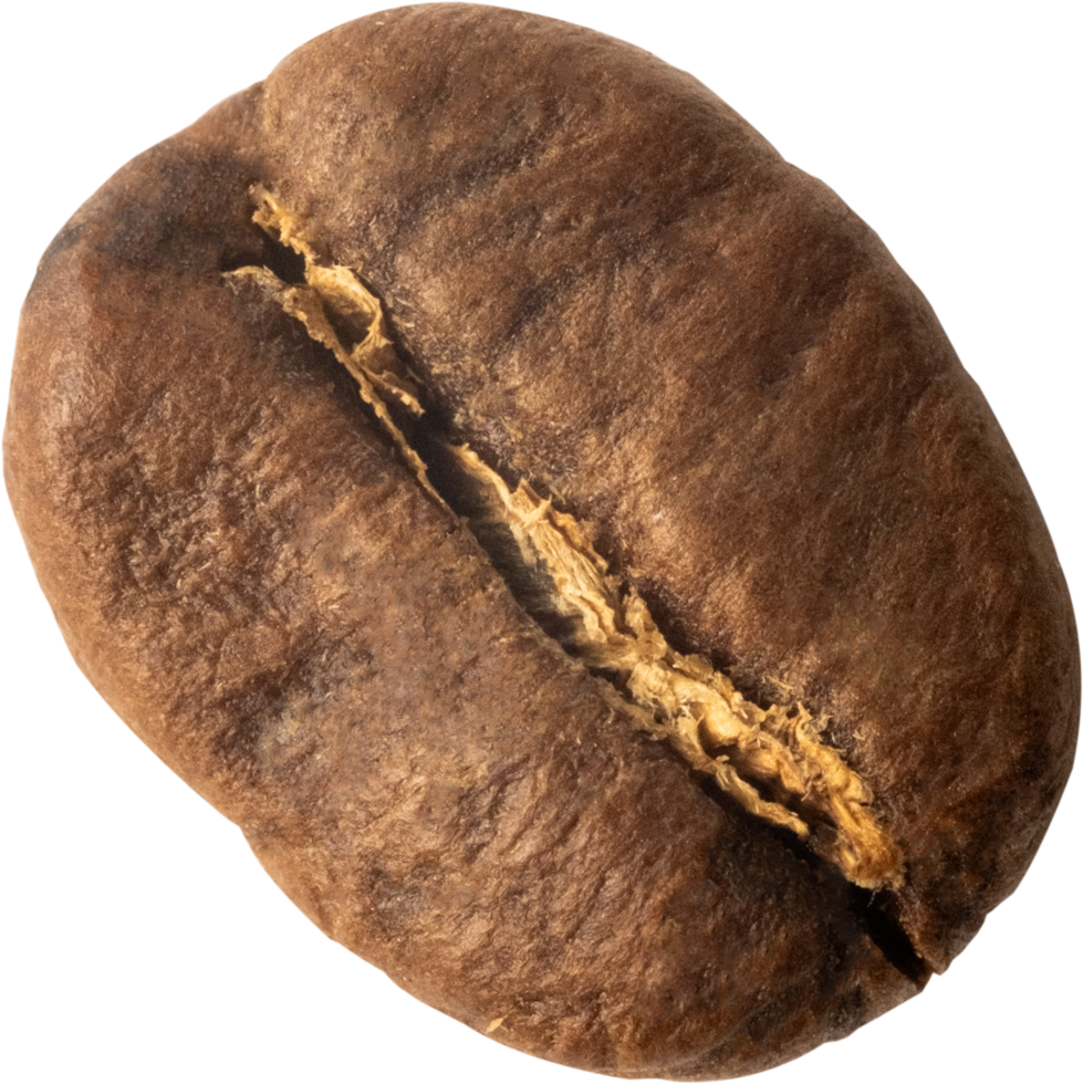 isolated coffee bean cut out on transparent background. png