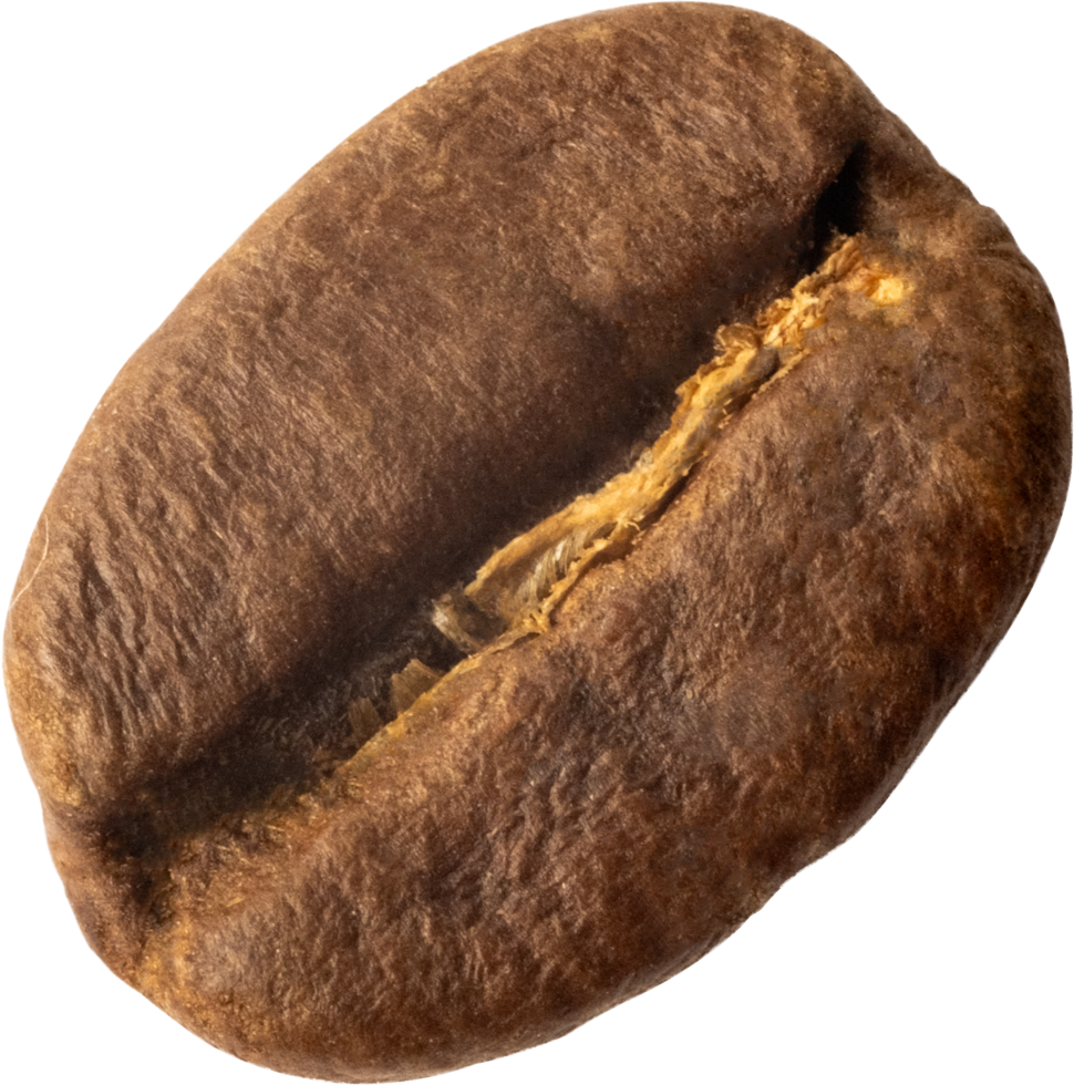 isolated coffee bean cut out on transparent background. png