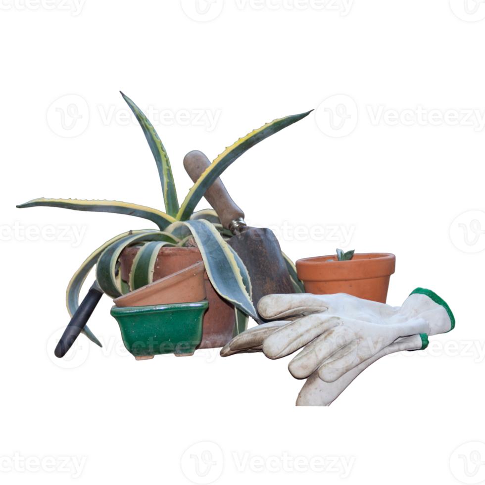 Hobbies Gardening Transplanting Succulent Plant- png