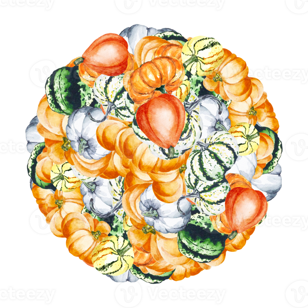 Pumpkins in the form of a circle. Watercolor illustration of bright pumpkins. Illustration with vegetables. For your design. Can be used for textiles, paper products png