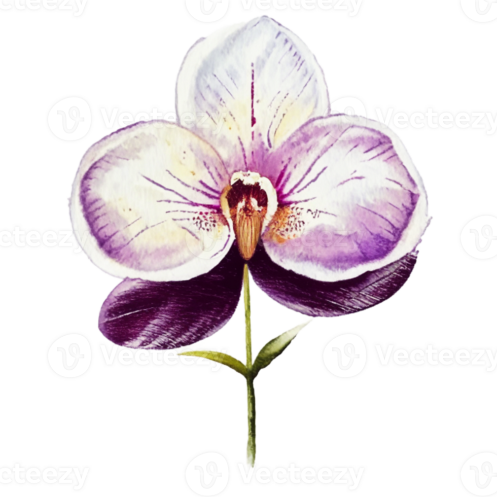Orchid Flower beautiful AI Generative png