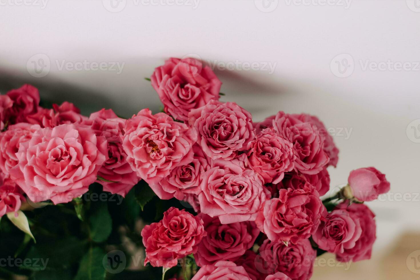 Small pink bush roses on a white background with a place for text photo