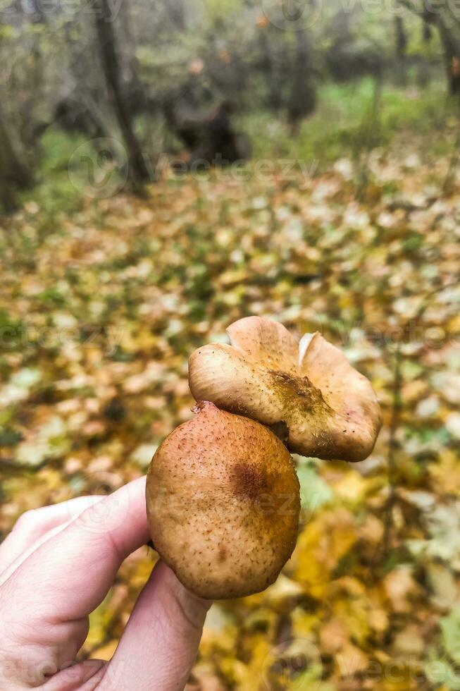 Mushrooms in the autumn forest after the rain, fallen leaves and green moss photo