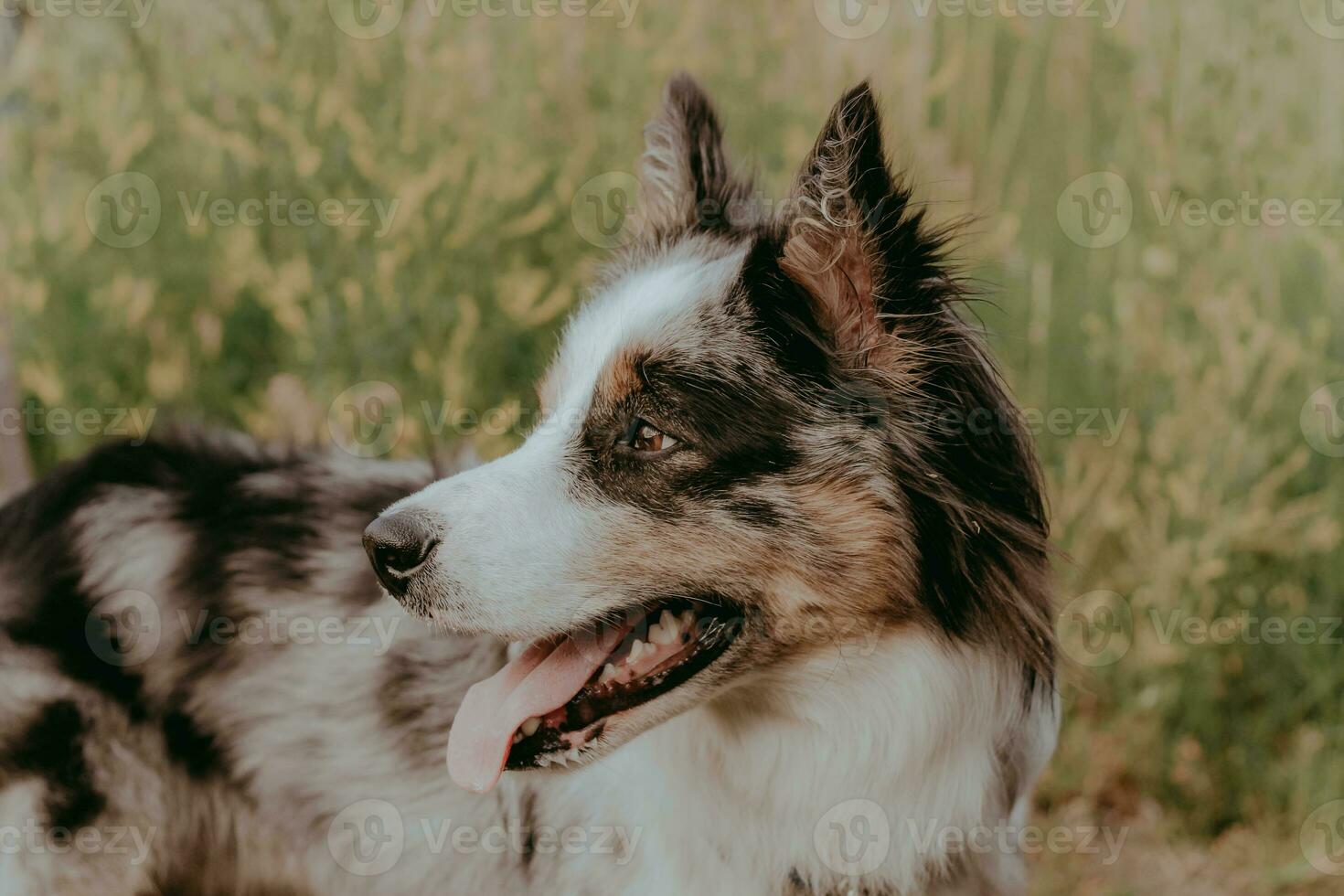 A dog of the Australian Shepherd breed with brown eyes on a walk, close-up. photo