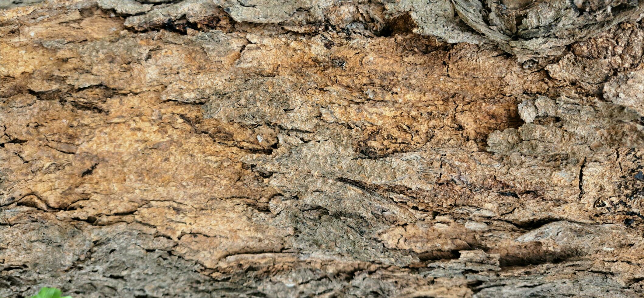 Close-up photo of brown bark with cracks