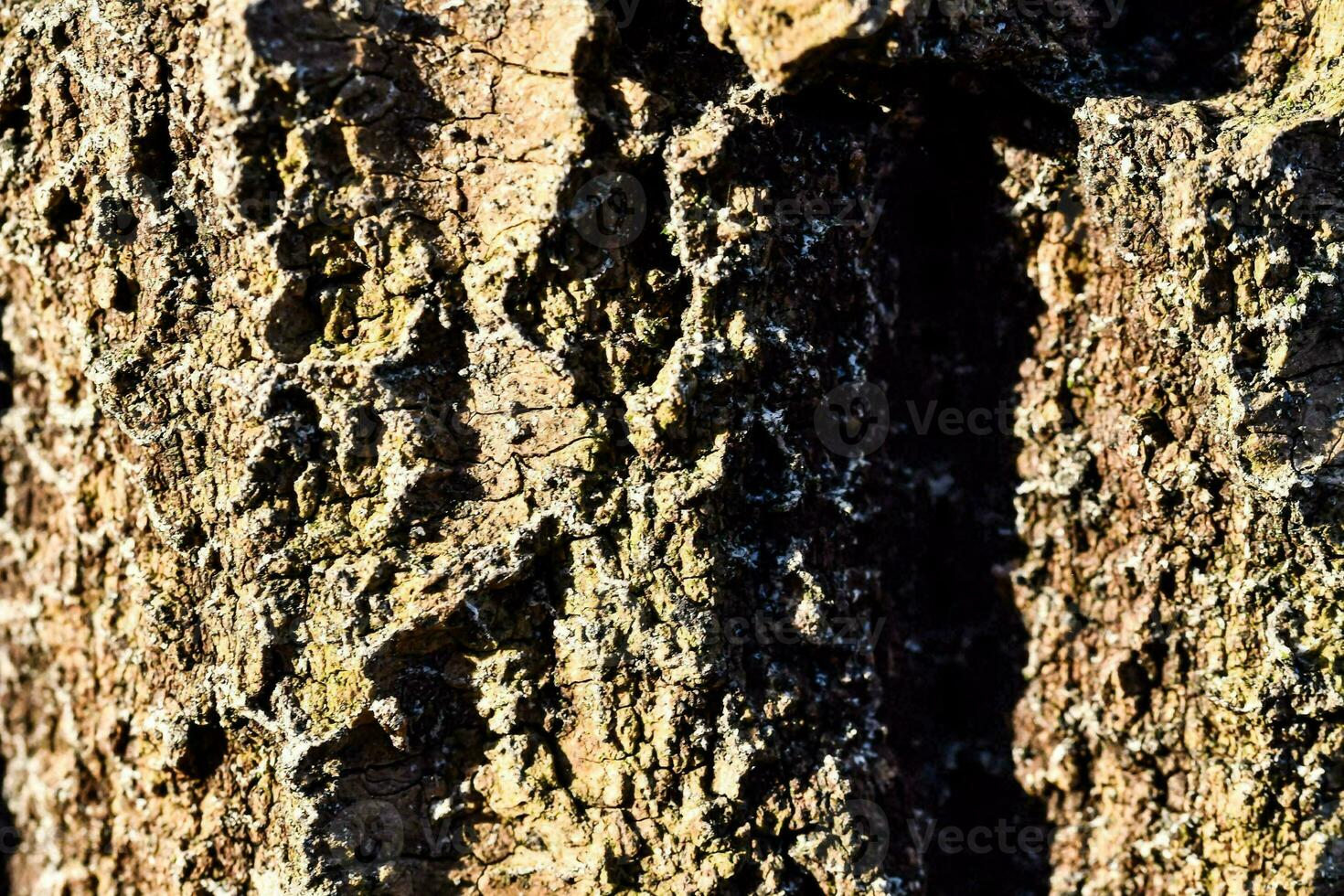 A bark texture photo
