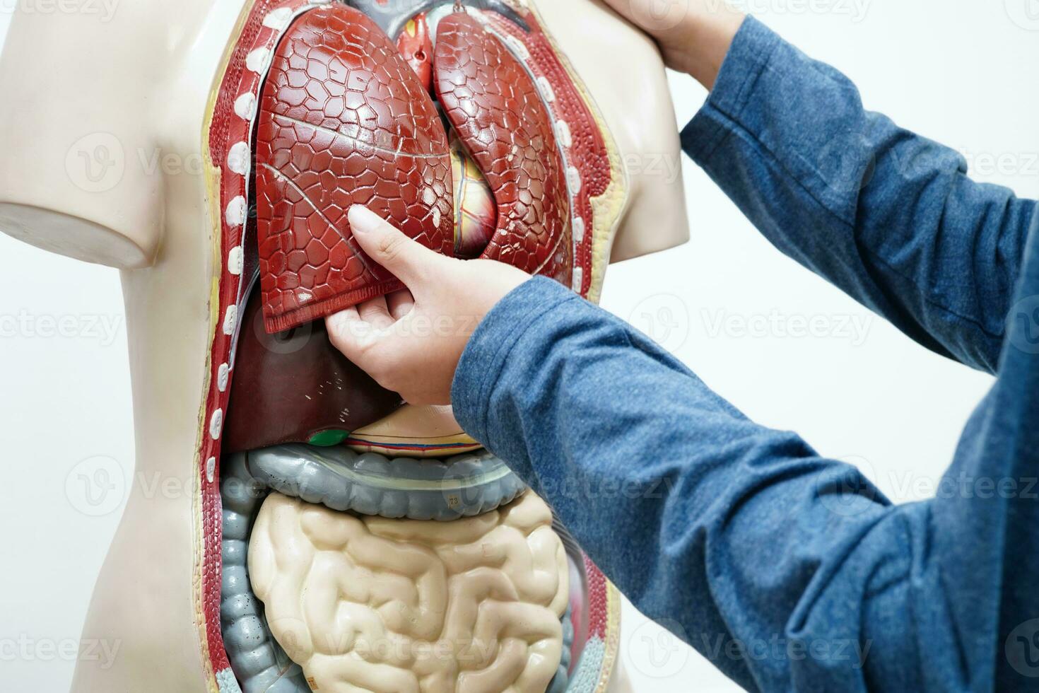 Asian student learning with human body model in anatomy biology in classroom at high school. photo