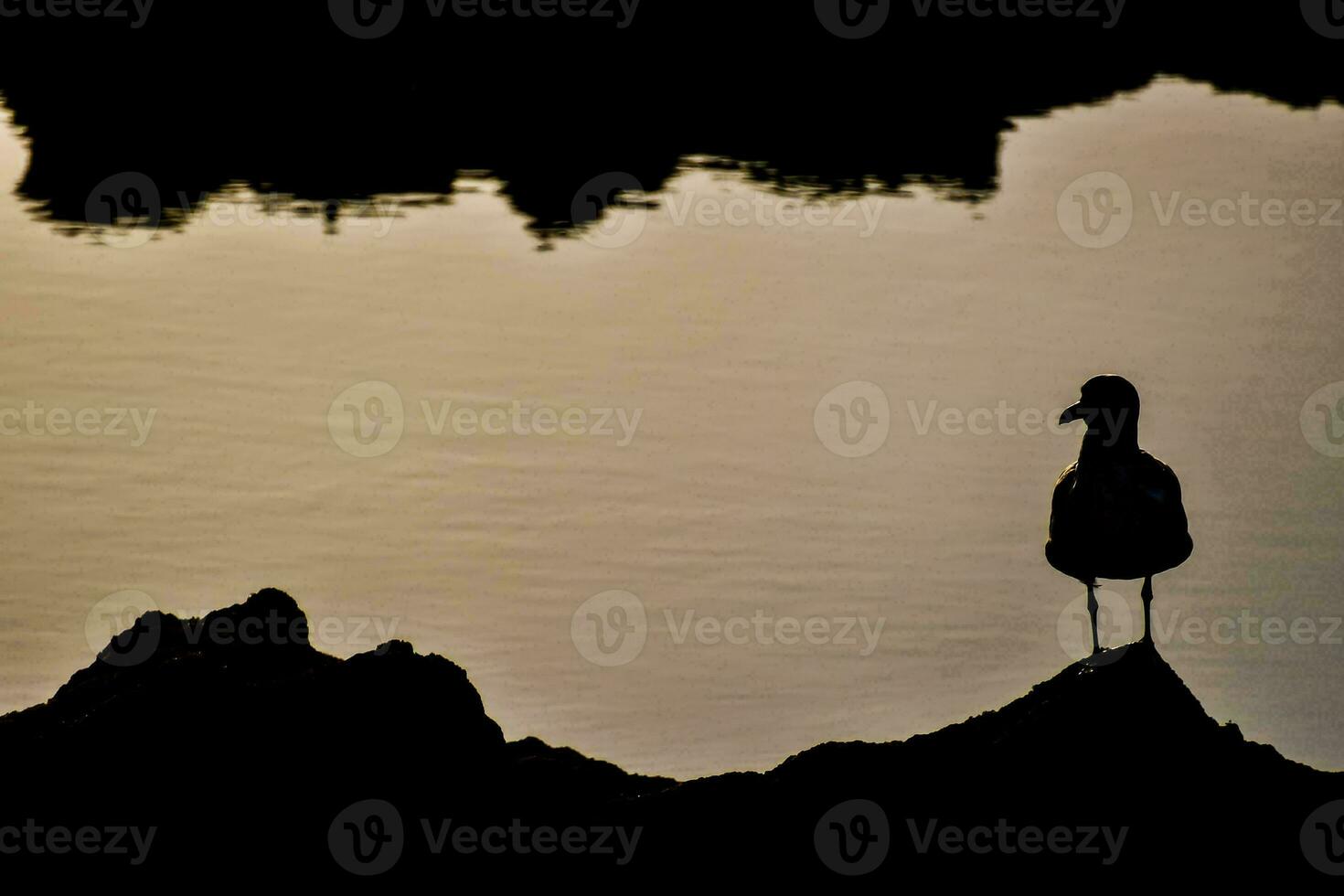 Silhouette of a bird photo