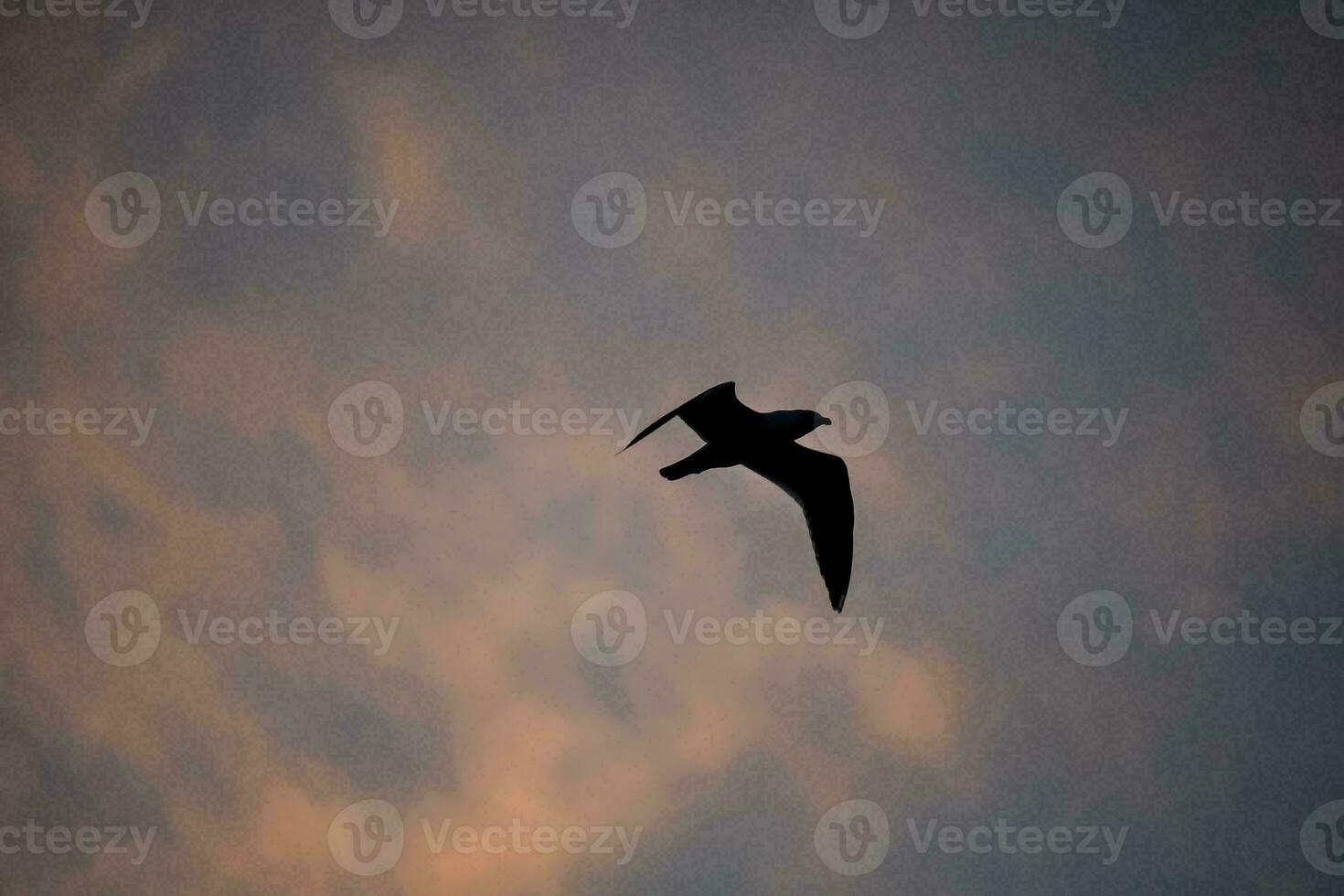 Bird in the sky photo