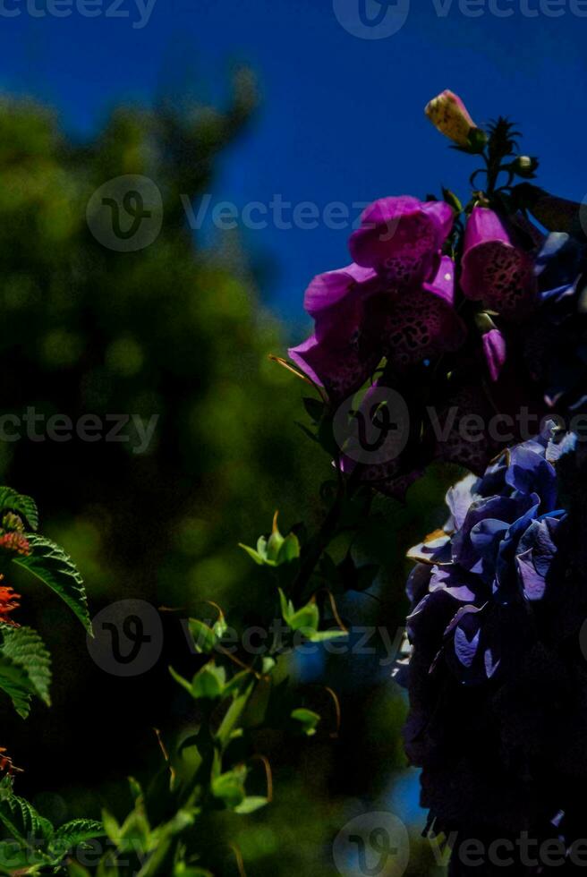 purple flowers against a blue sky photo