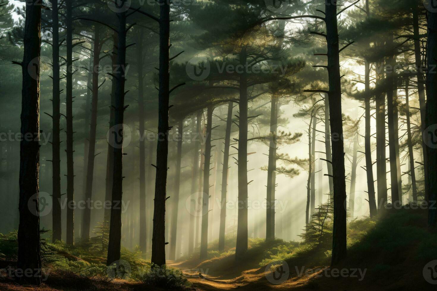 light entering a misty pine forest creates a calm atmosphere, AI generated photo