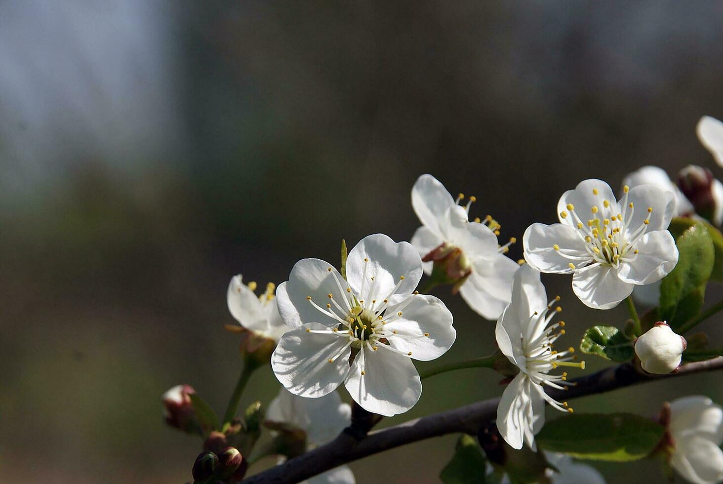 blooming apple branch on a sunny day photo