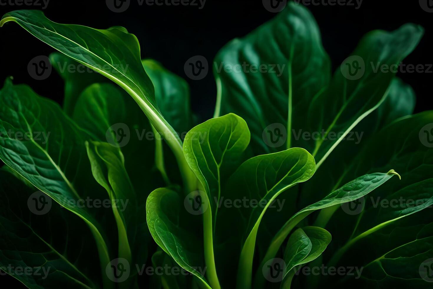 The text can be simplified to The camera is zoomed in on Choy, who is standing against a dark background in a studio photo