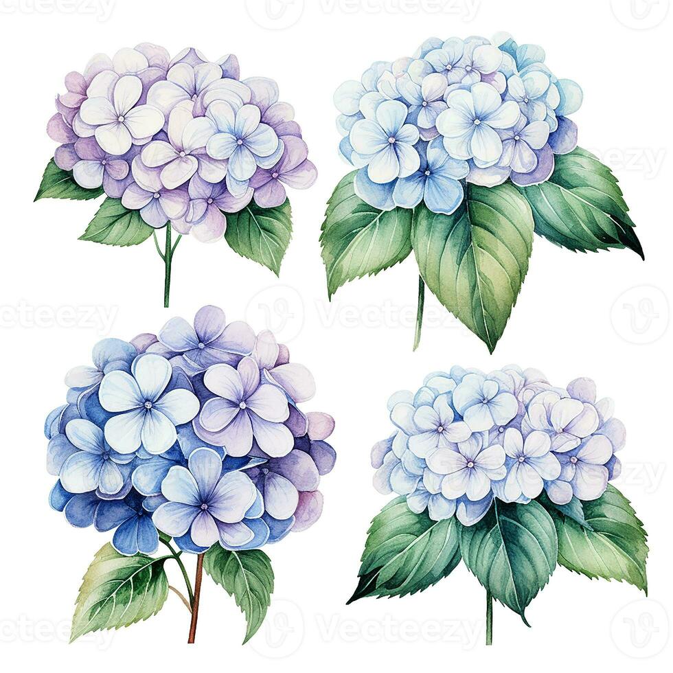 watercolor drawing, set of hydrangea flowers. realistic blue hydrangea illustration. Ai generated photo
