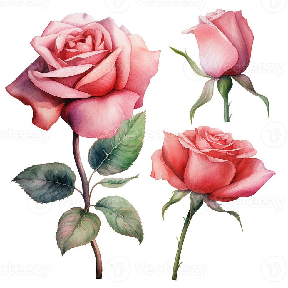 watercolor drawing, rose flowers set. realistic pink rose illustration. Ai generated photo