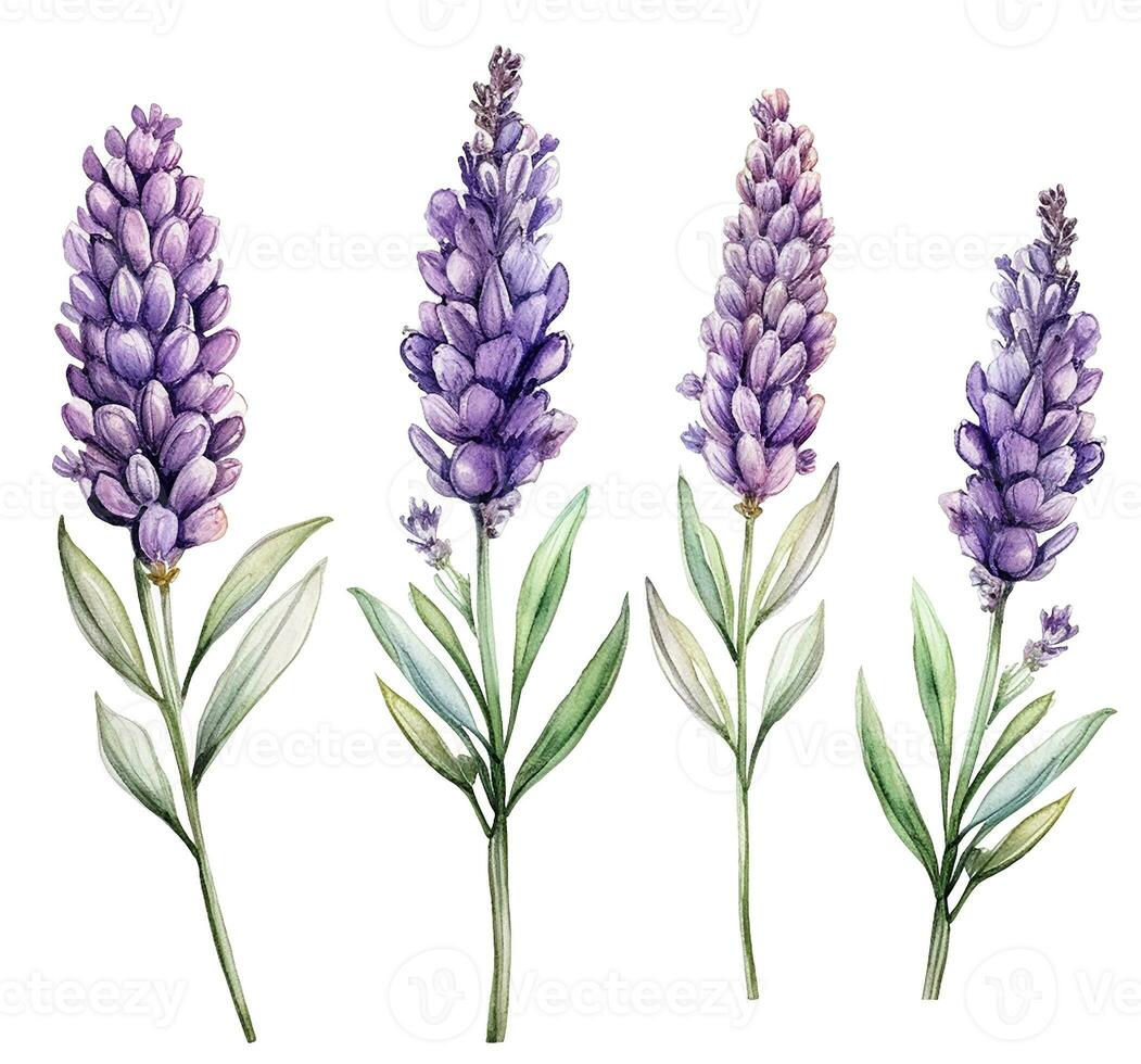 watercolor drawing, lavender flowers. realistic illustration in vintage style. AI generated photo