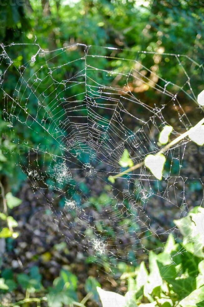 Spider weaves a web photo