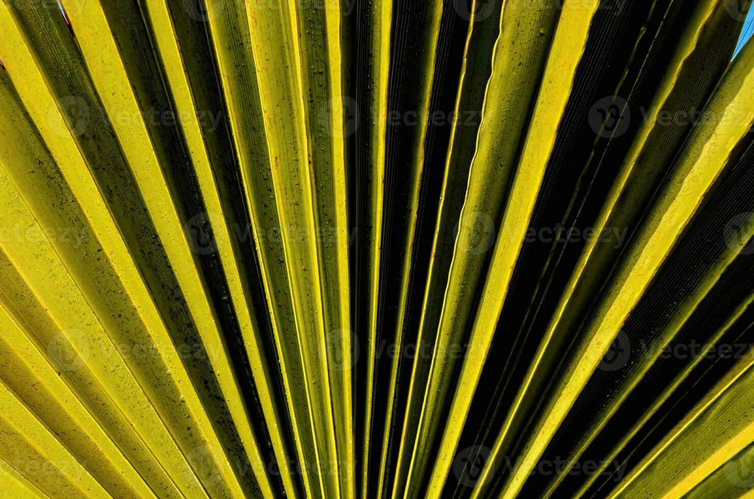 The texture of a palm leaf photo