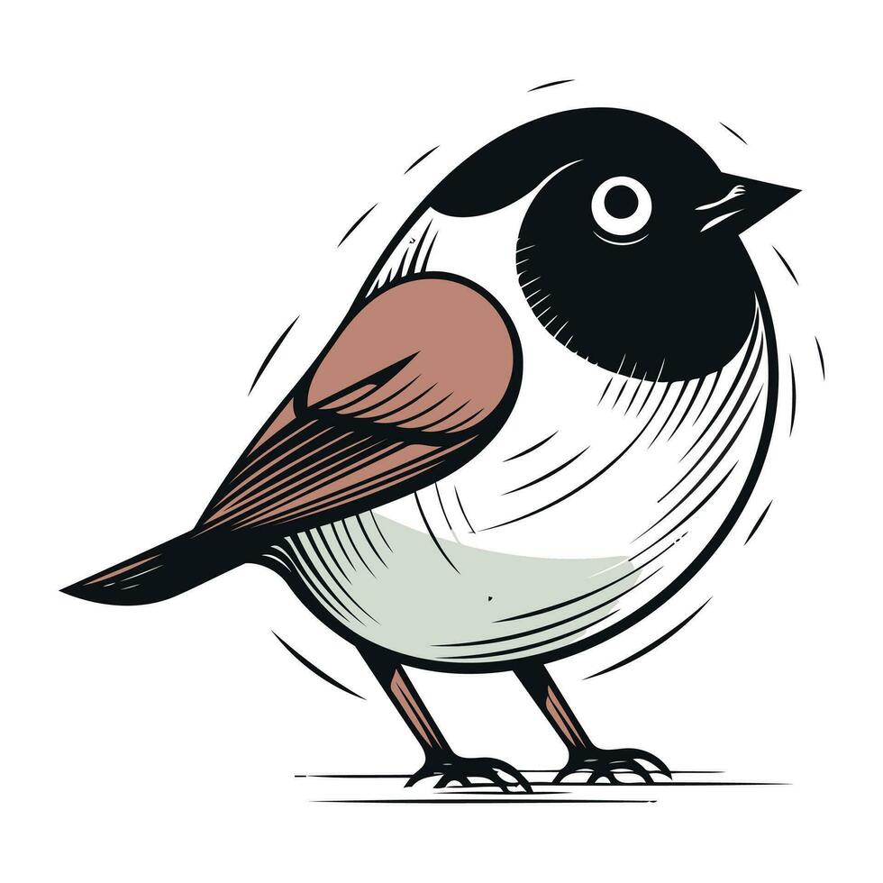 Bullfinch vector illustration. Hand drawn bird on white background.