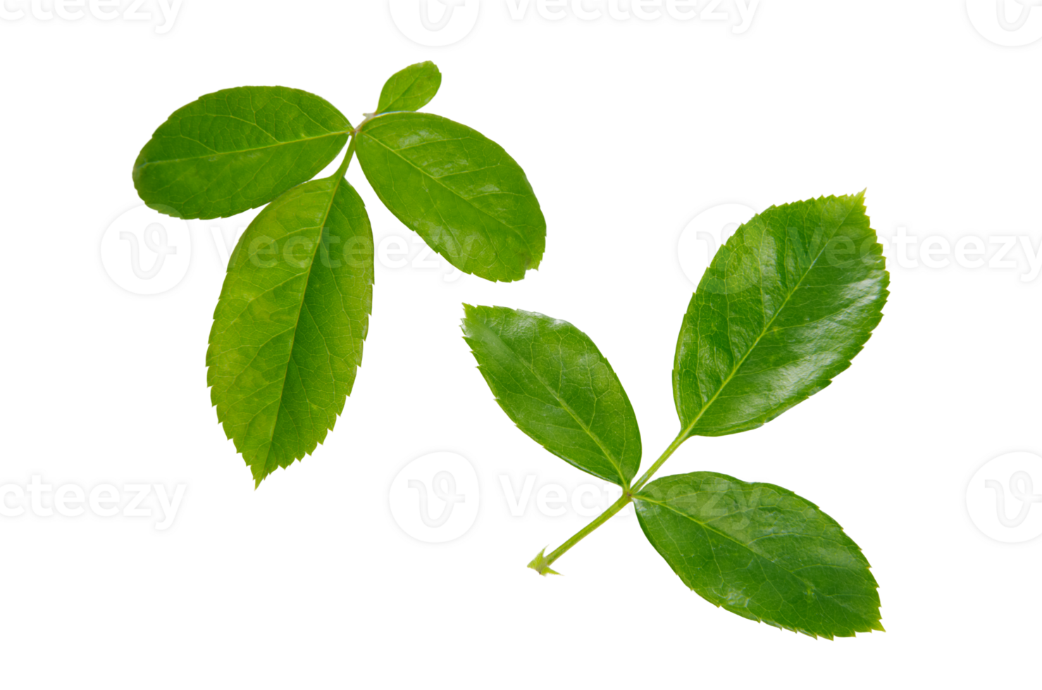 rose leaves PNG transparent