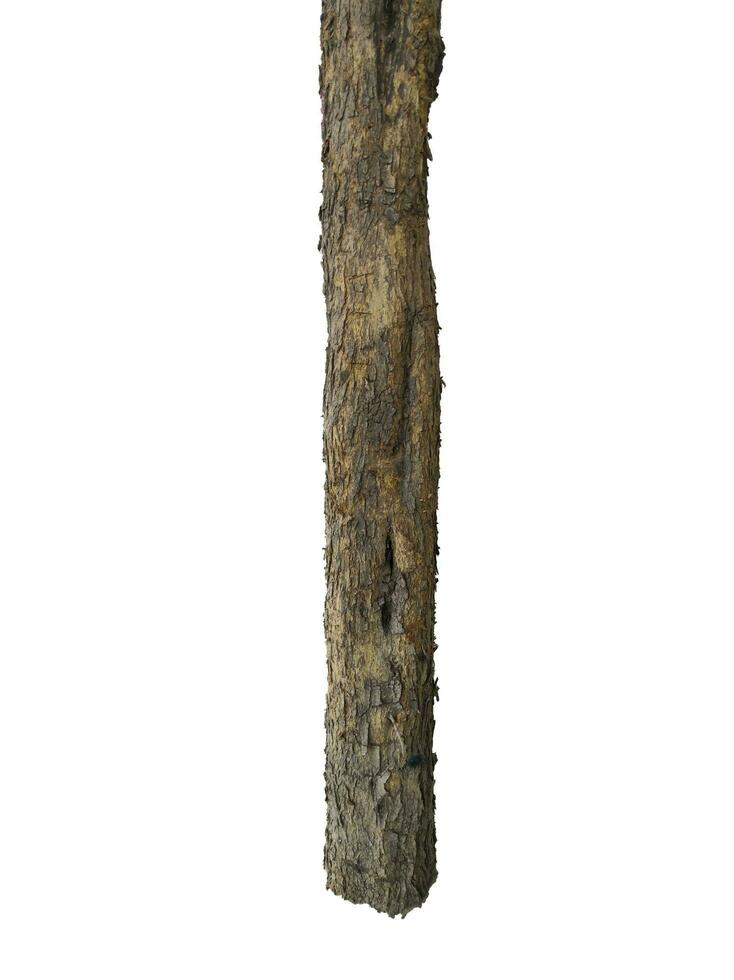 Tree trunk isolated on white background photo