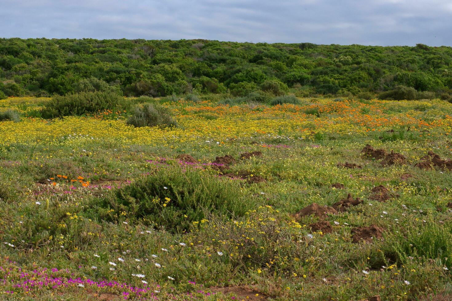 Campo de flores foto