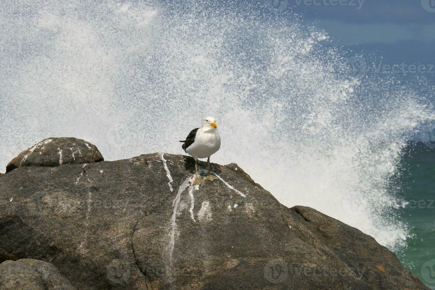 de gaviota sentado en rocas foto