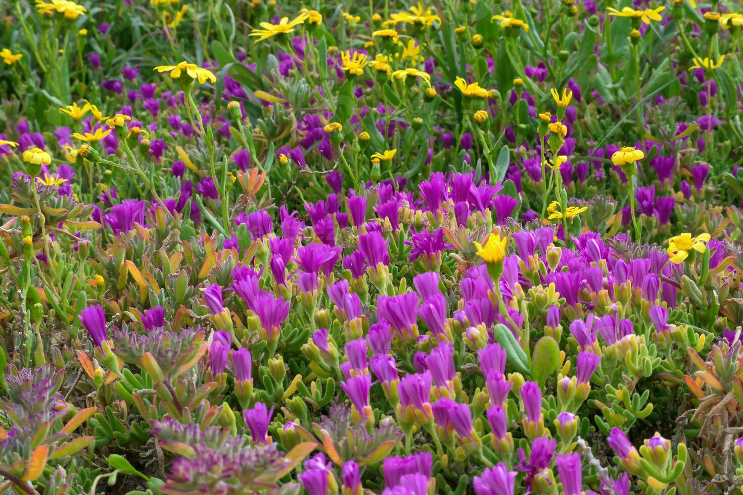 flores un montón de ellos foto