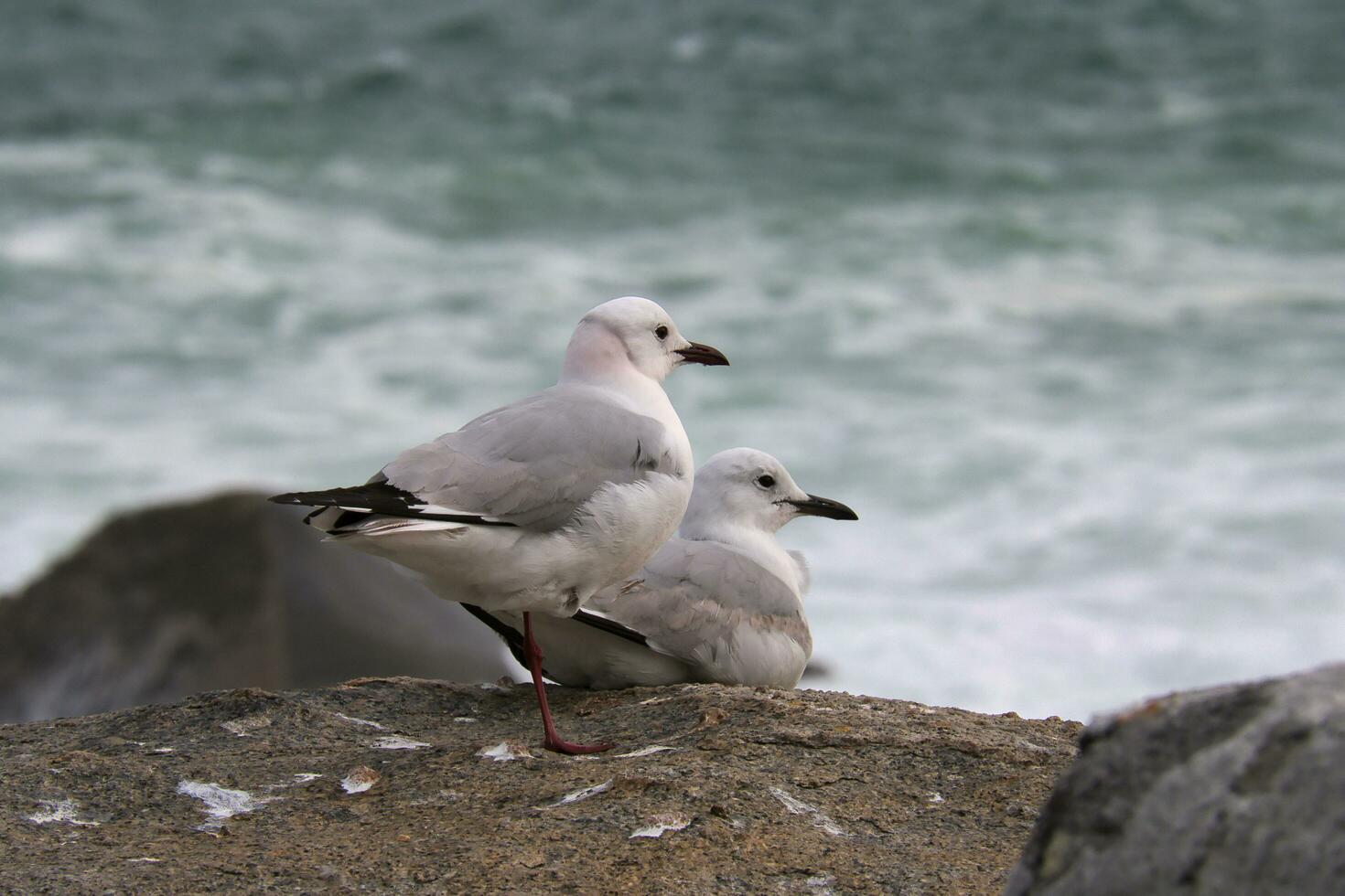 Seagulls standing around photo