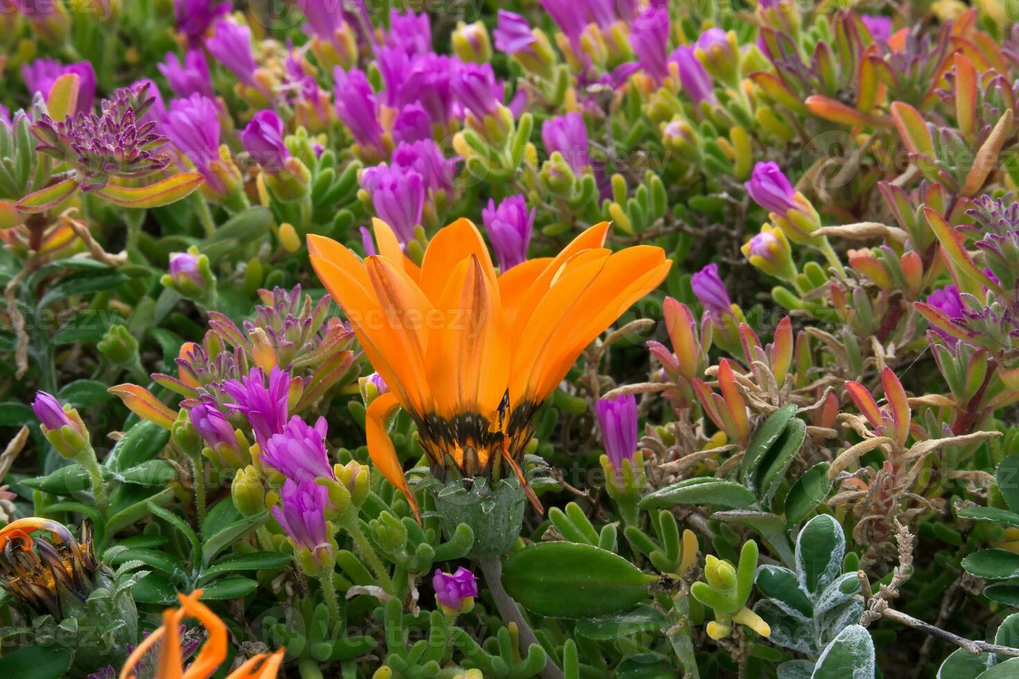 flores un montón de ellos foto