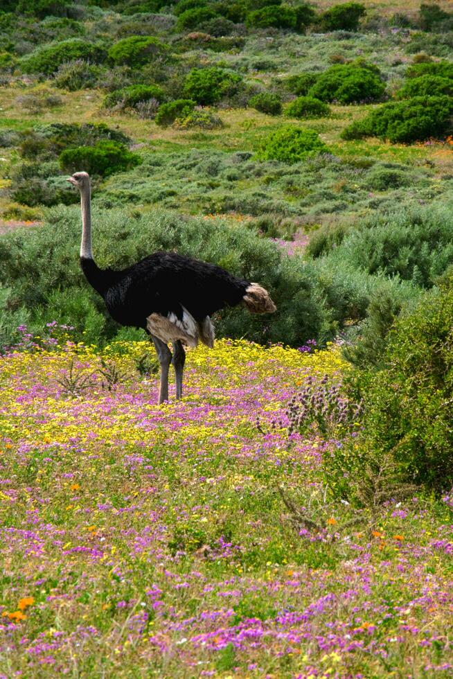 avestruces en flores foto