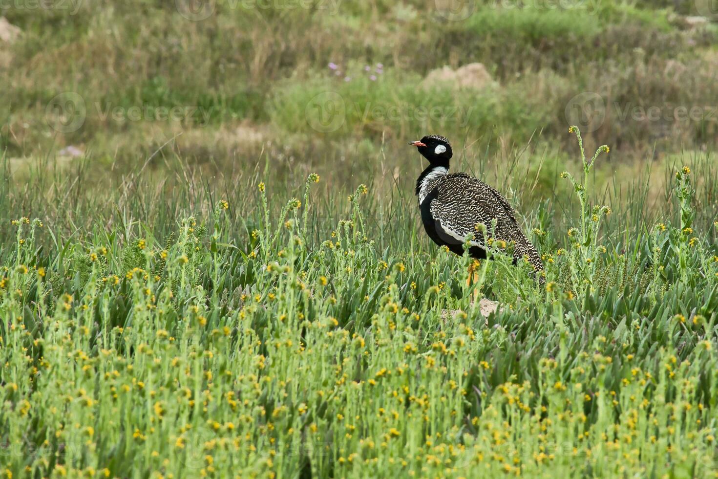 pájaro caminando en flores foto