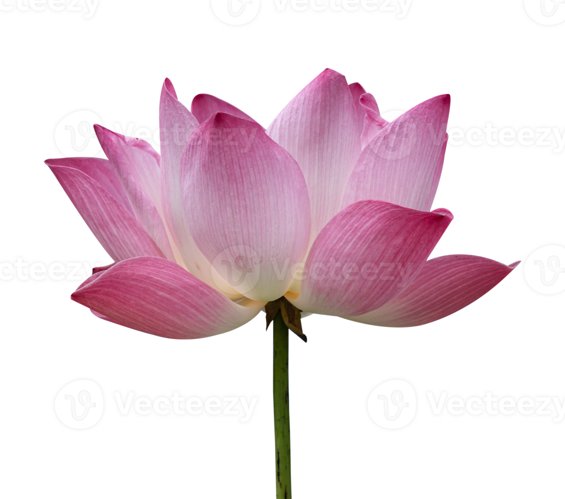 Lotus flower isolated on transparent background, PNG Format.