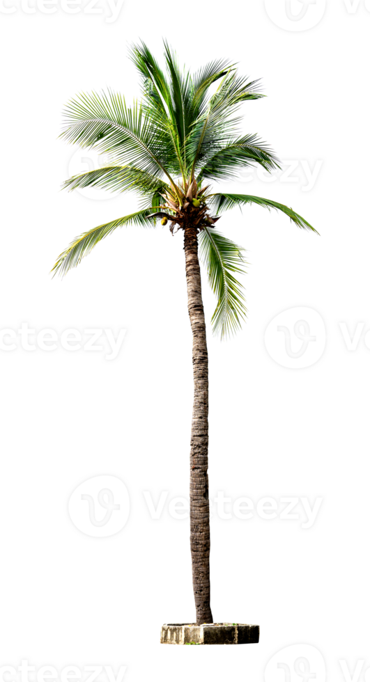 Coconut palm tree isolated on transparent background png
