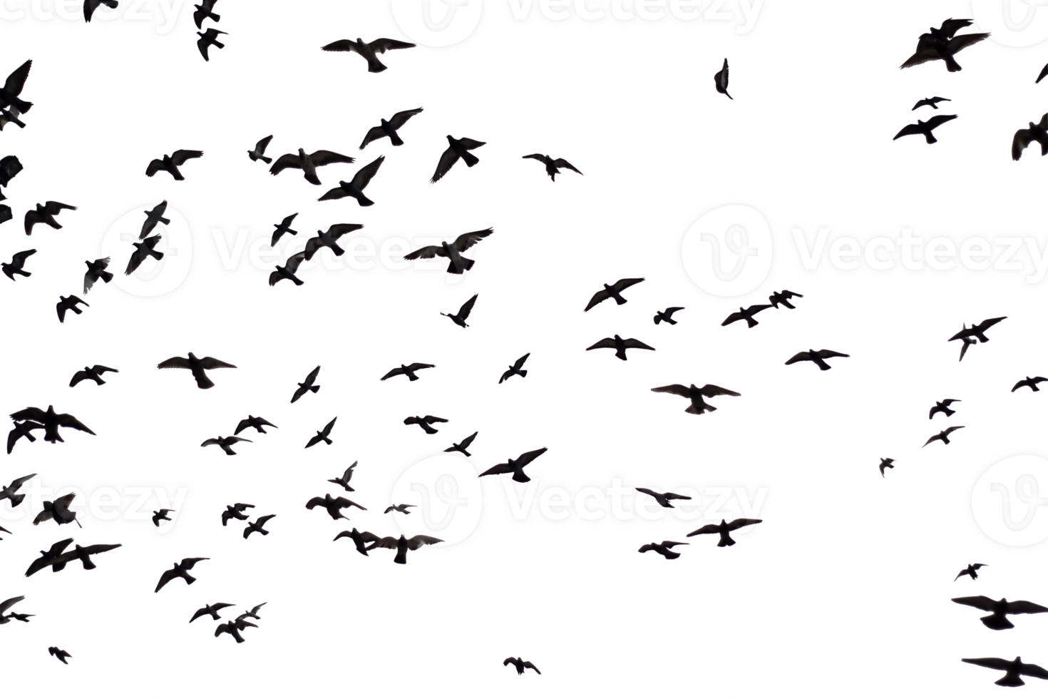 Silhouette of group flying pigeons isolated on transparent background. png