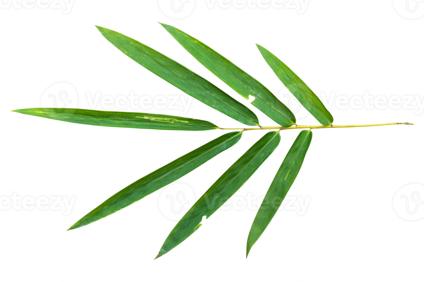 Bamboo leaf branch isolated on transparent background PNG File.