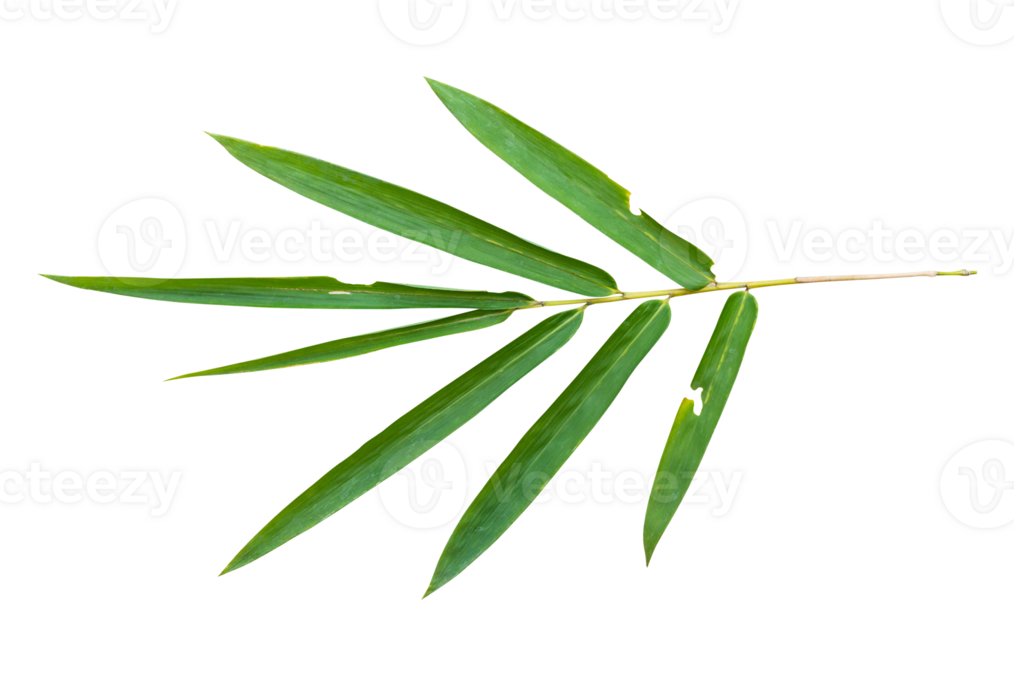 Bamboo leaf branch isolated on transparent background PNG File.