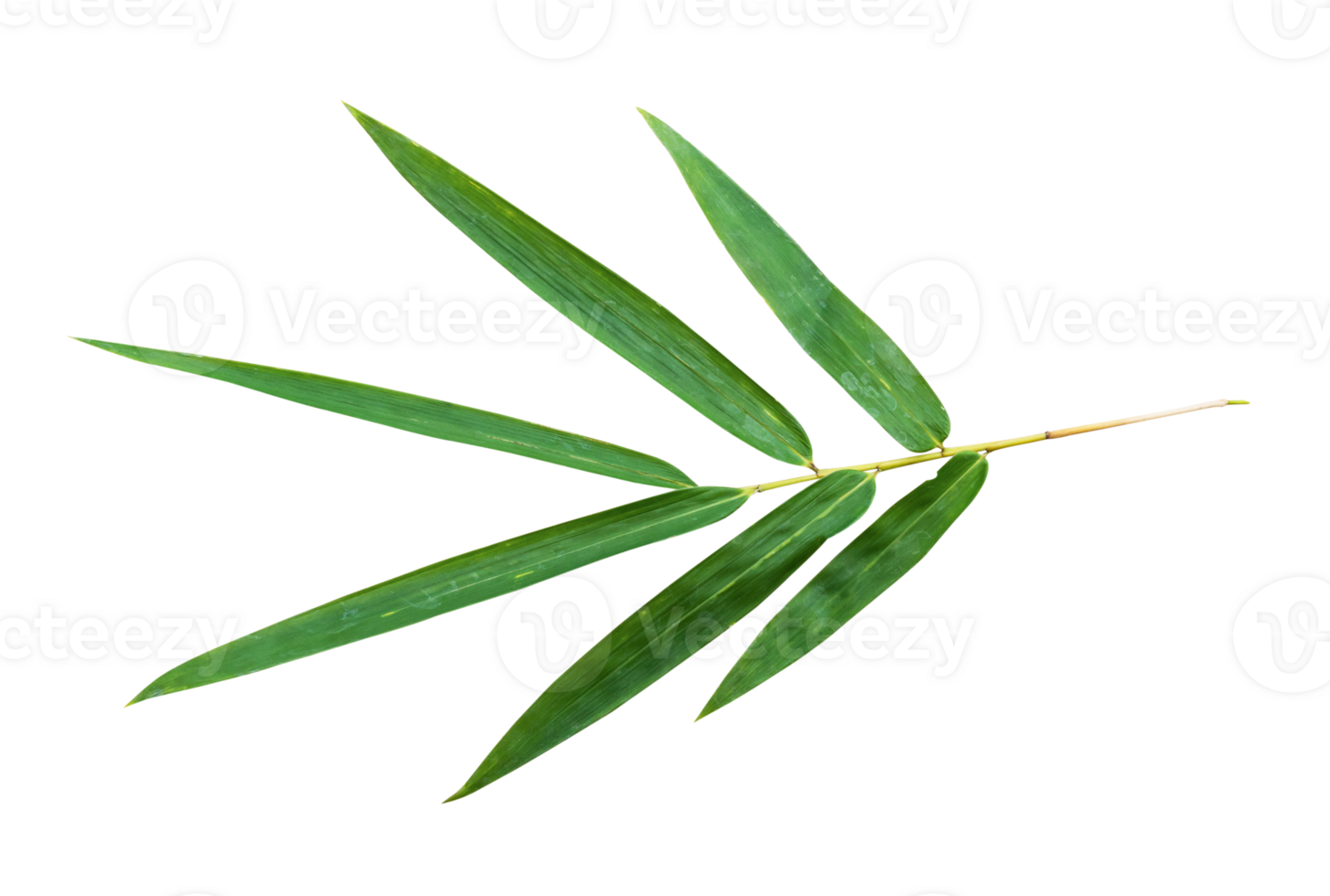 Bamboo leaf branch isolated on transparent background PNG File.